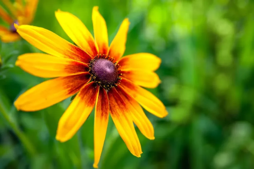 12 flores laranjas: Nomes, fotos e cuidados 16 flor Rudbeckia