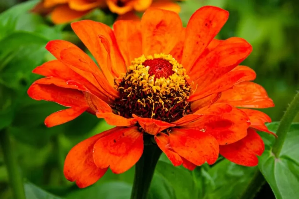 12 flores laranjas: Nomes, fotos e cuidados 6 flor laranja Zinnia elegans