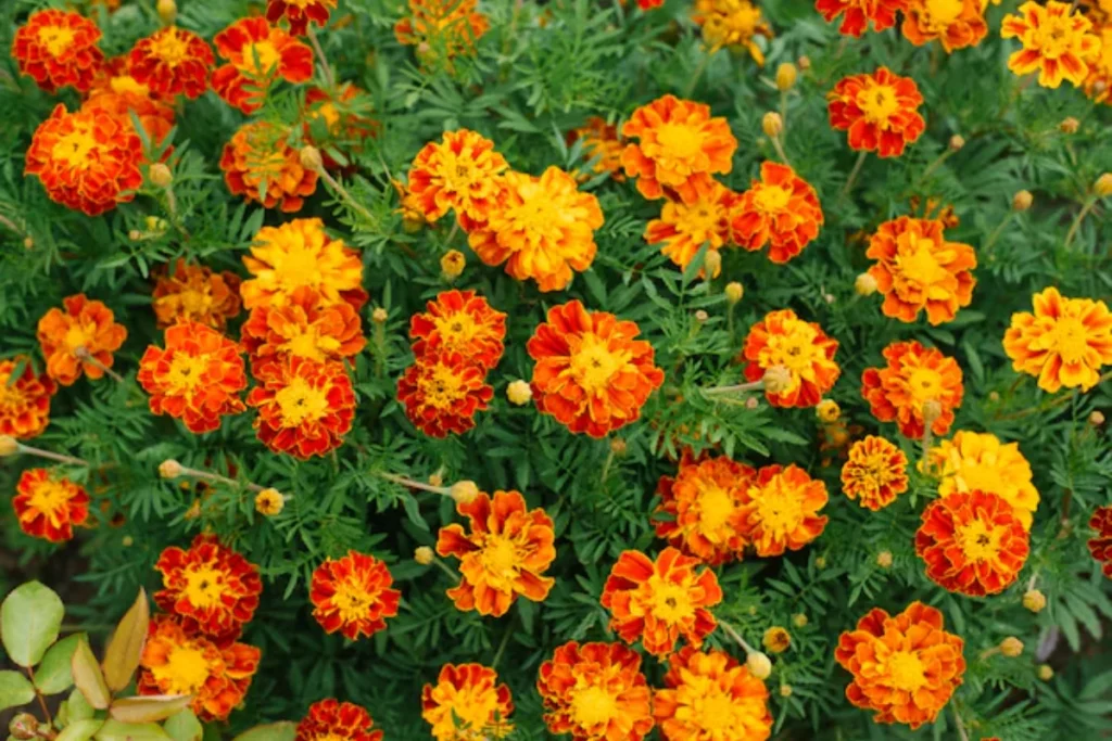 12 flores laranjas: Nomes, fotos e cuidados 7 flores laranja Tagetes patula