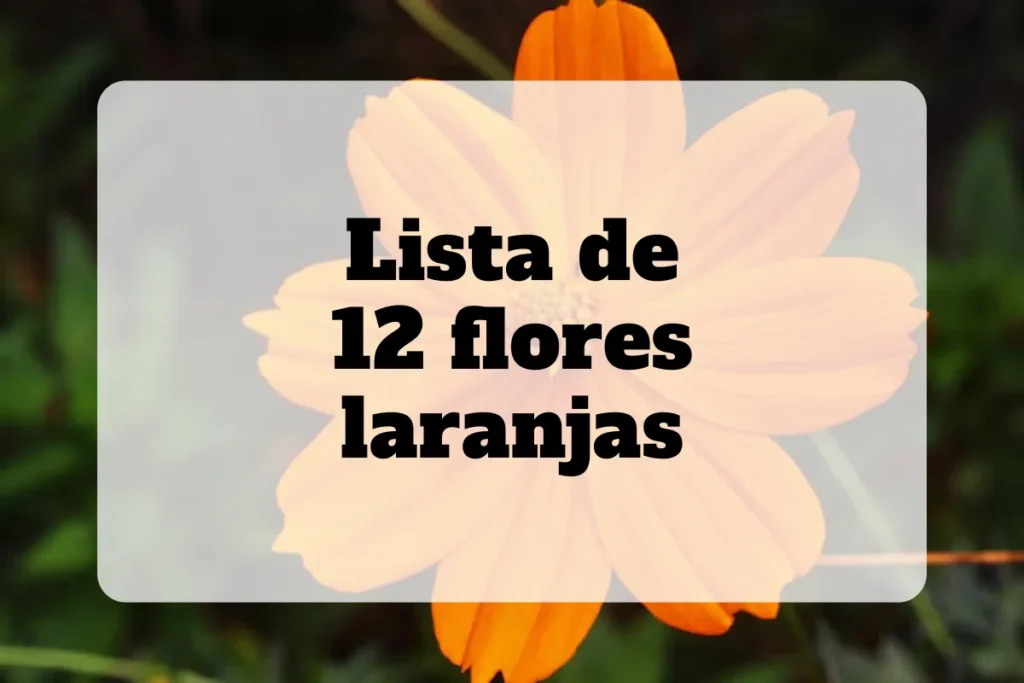 12 flores laranjas: Nomes, fotos e cuidados 4 Lista de 12 flores laranjas