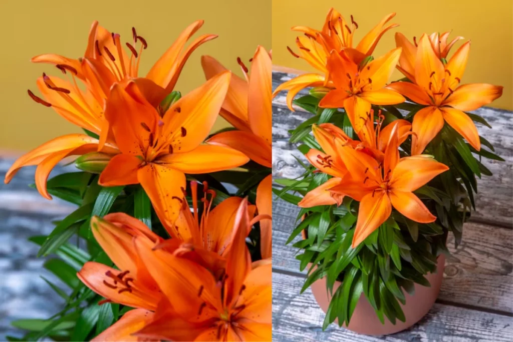 12 flores laranjas: Nomes, fotos e cuidados 8 flores laranja Lírio Asiático
