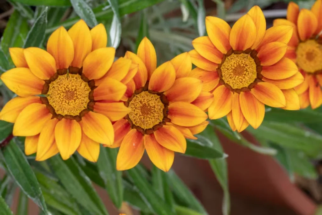 12 flores laranjas: Nomes, fotos e cuidados 9 flores laranja Gazania rigens