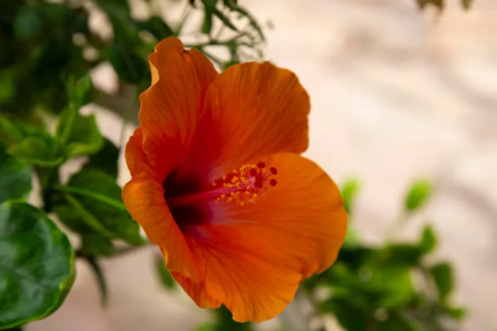 12 flores laranjas: Nomes, fotos e cuidados 10 flor laranja Hibisco