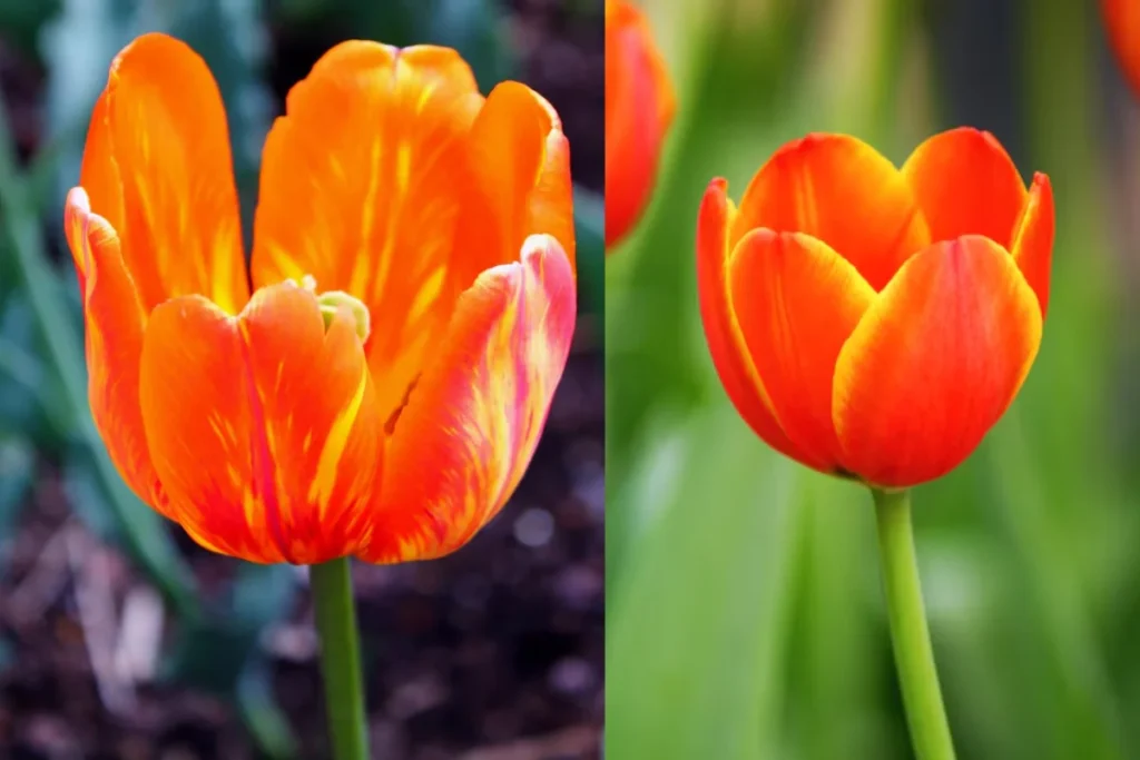12 flores laranjas: Nomes, fotos e cuidados 11 flores laranja Tulipa