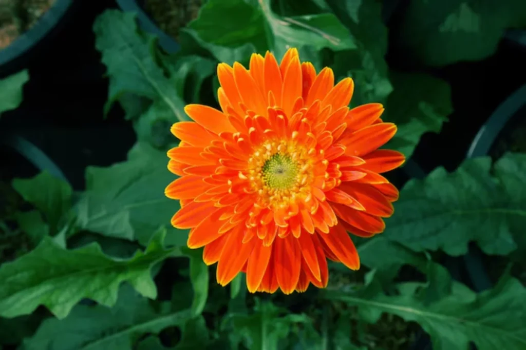 12 flores laranjas: Nomes, fotos e cuidados 12 flor laranja Gérbera