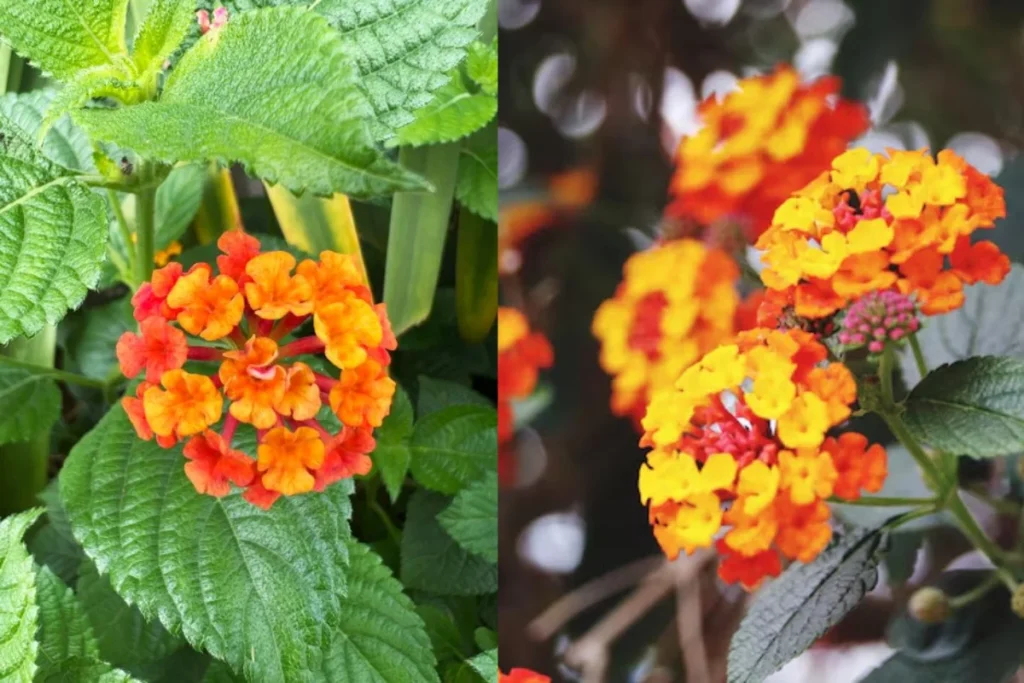 12 flores laranjas: Nomes, fotos e cuidados 13 flor laranja Lantana