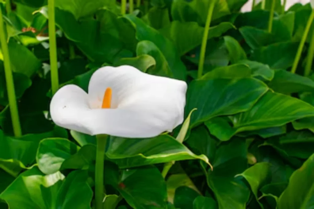 Copo-de-Leite (Zantedeschia aethiopica)