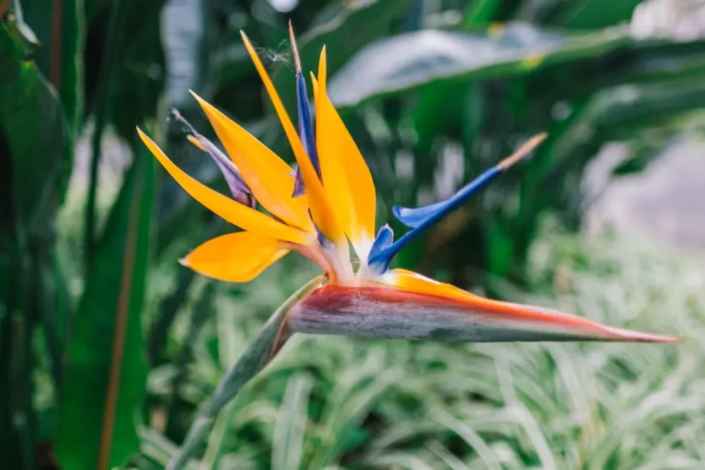  Ave-do-Paraíso (Strelitzia reginae)