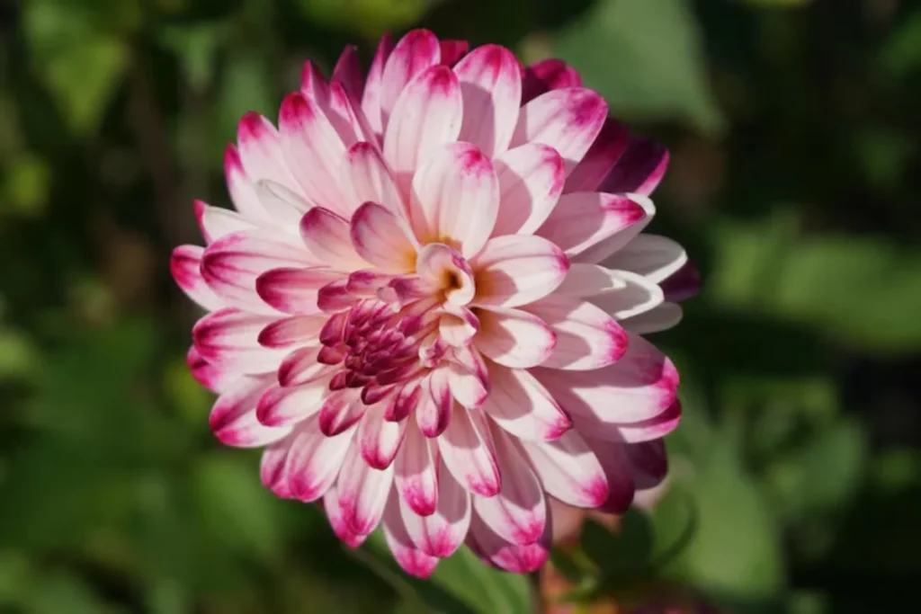 Dália (Dahlia spp.)