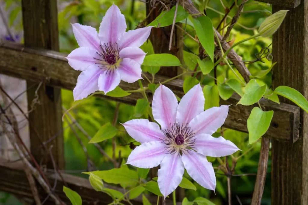 Clematite (Clematis spp.)