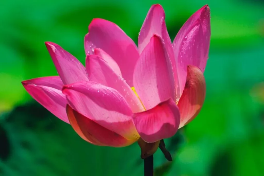 Flor de Lótus (Nelumbo nucifera)
