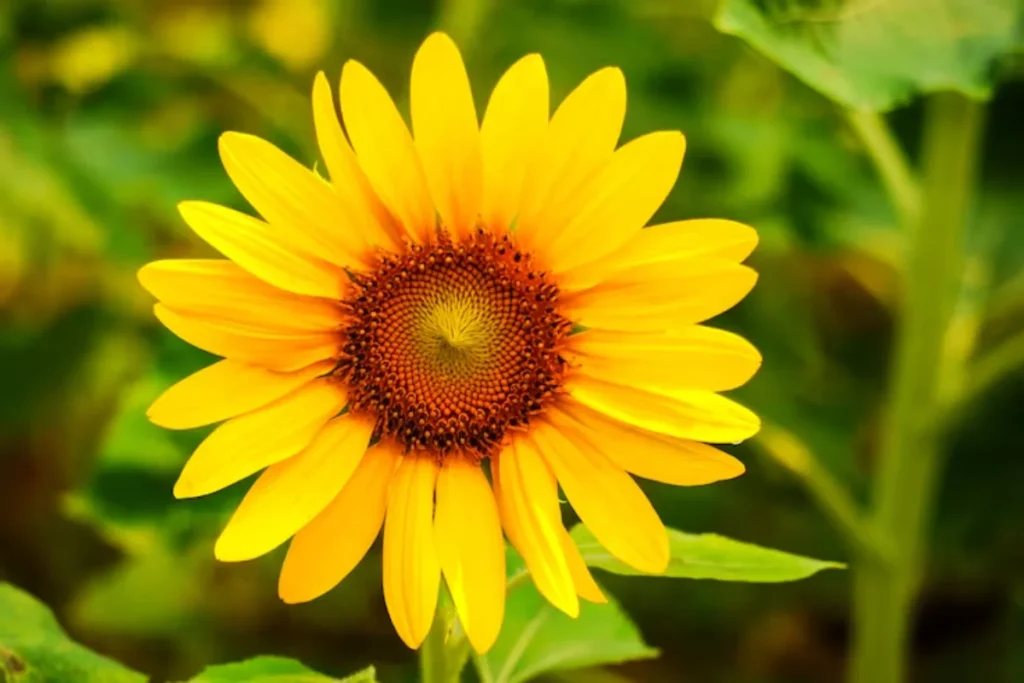 Flor Girassol (Helianthus annuus)