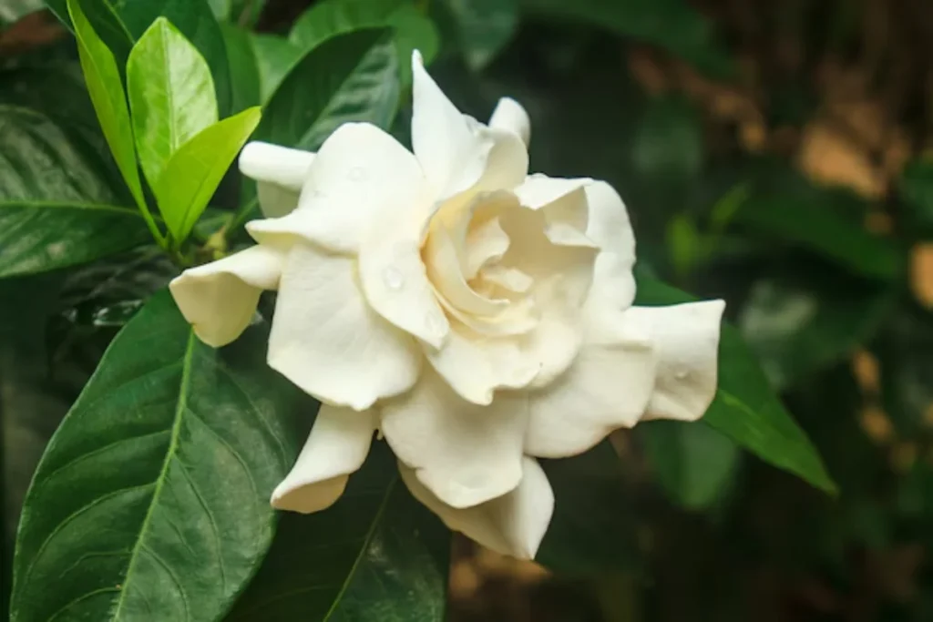 Flor Gardênia (Gardenia jasminoides)