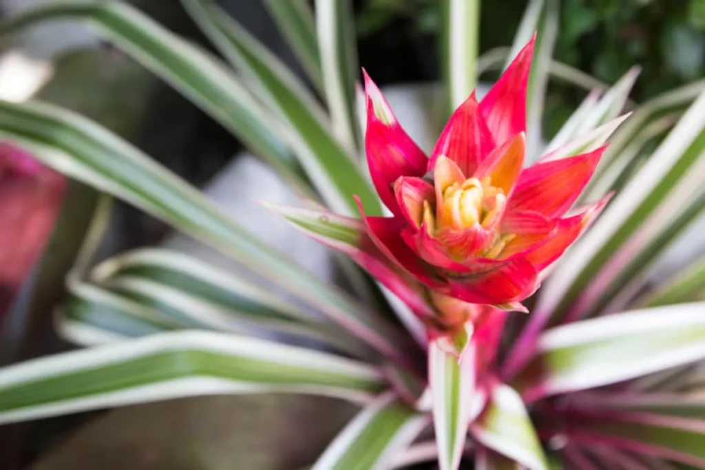 12 flores para banheiro: Dicas, imagens e cuidados 8 flores Bromélia para banheiro