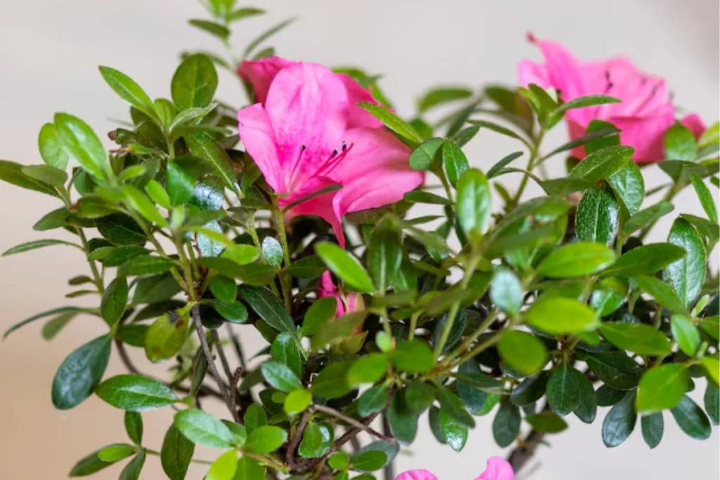 12 flores para banheiro: Dicas, imagens e cuidados 11 flores Azaleia para banheiro