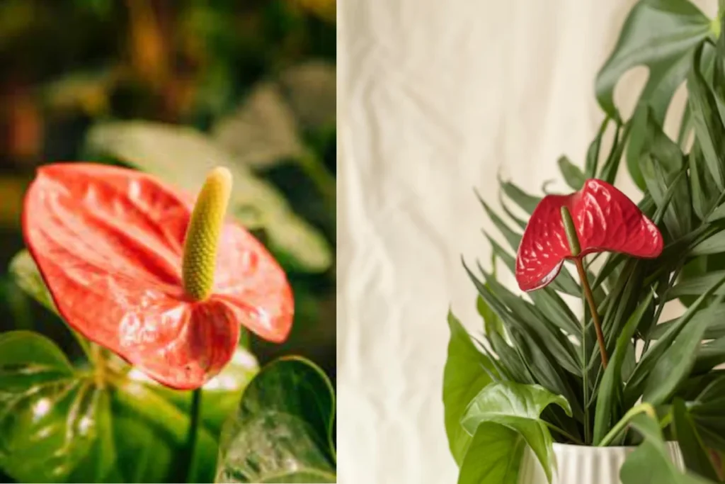 12 flores para banheiro: Dicas, imagens e cuidados 9 flores Antúrio para banheiro