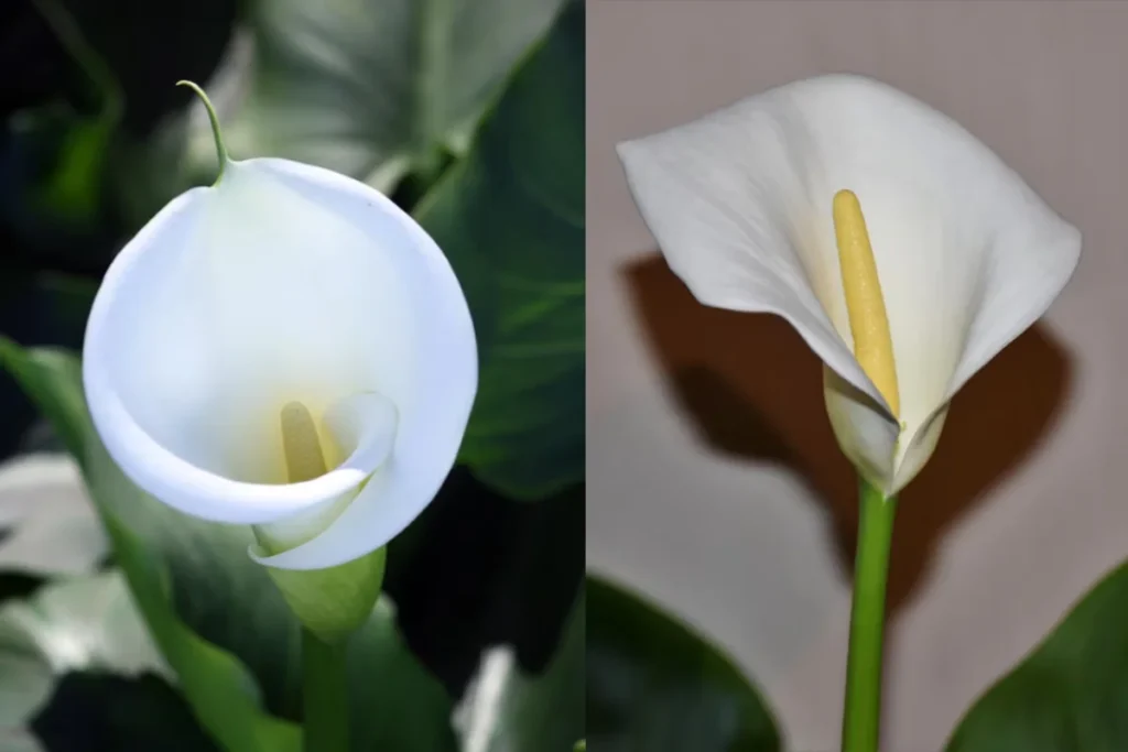 12 flores para banheiro: Dicas, imagens e cuidados 10 flores Copo de Leite para banheiro