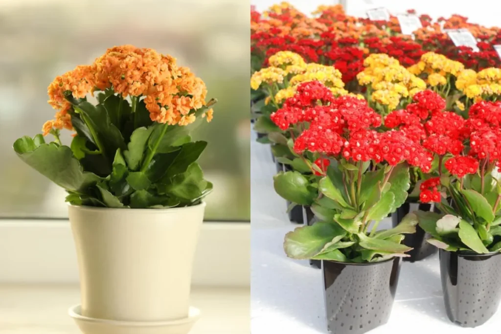 12 flores para banheiro: Dicas, imagens e cuidados 12 flores Kalanchoe para banheiro