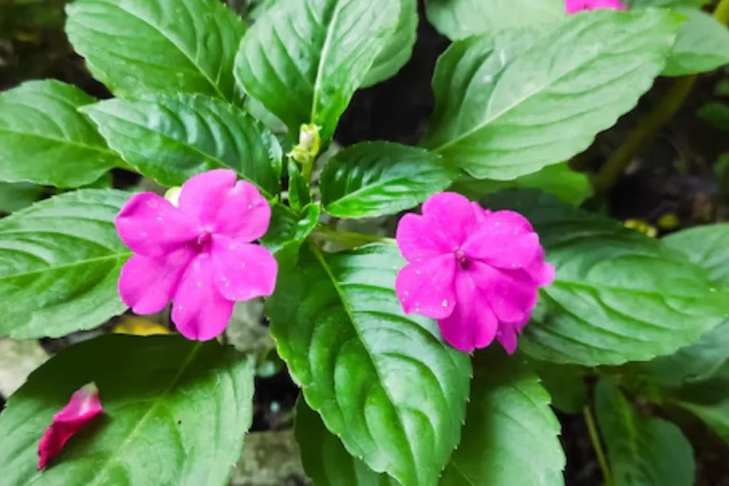12 flores para banheiro: Dicas, imagens e cuidados 13 flores Impatiens para banheiro
