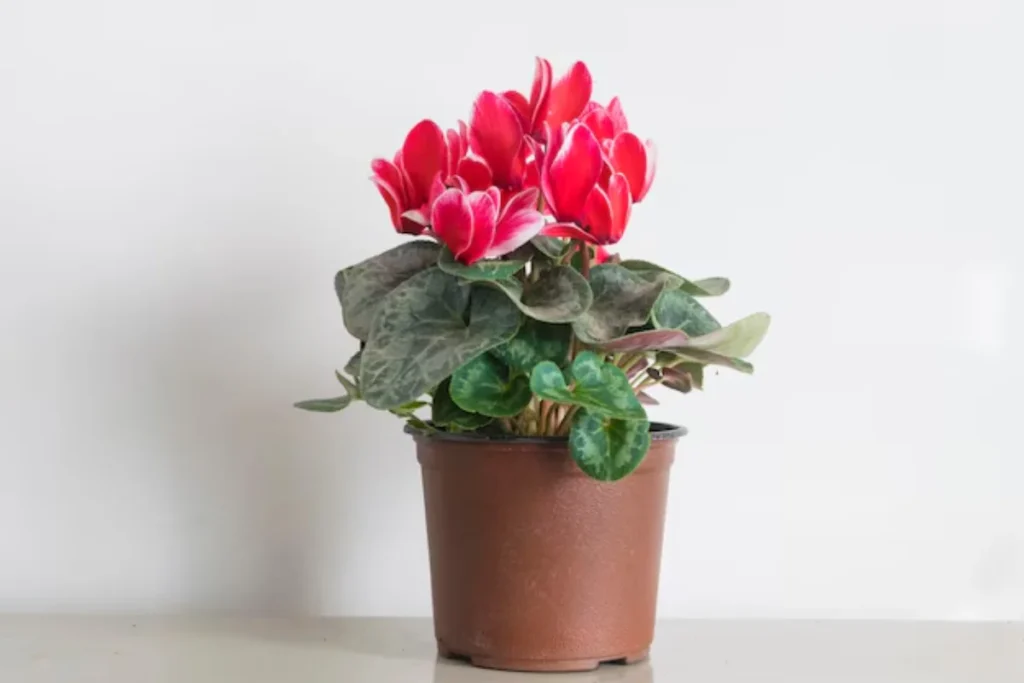 12 flores para banheiro: Dicas, imagens e cuidados 14 flores Ciclâmen para banheiro
