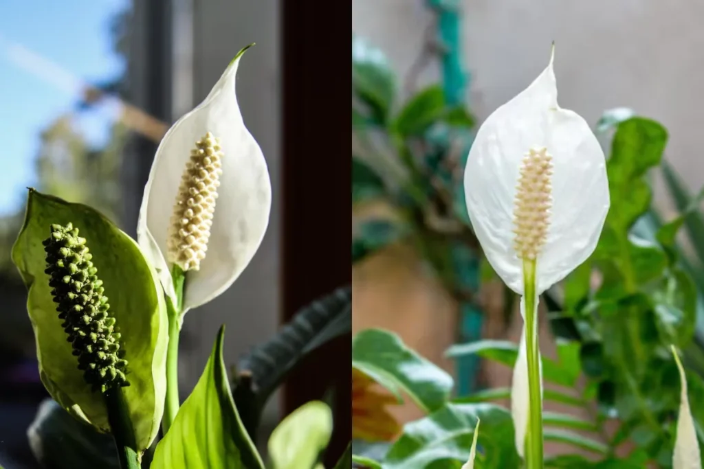 12 flores para banheiro: Dicas, imagens e cuidados 5 flores Lírio da Paz para banheiro