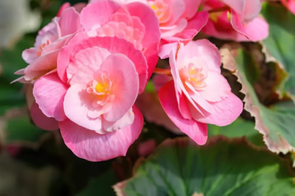 12 flores para banheiro: Dicas, imagens e cuidados 6 flores Begônia para banheiro