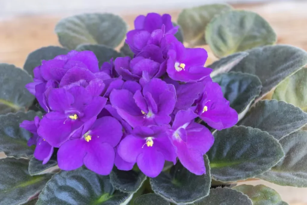 12 flores para banheiro: Dicas, imagens e cuidados 7 flores Violeta Africana para banheiro
