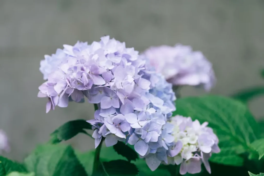 13 flores para decoração: Dicas e fotos 9 flores Hortênsia para decoração