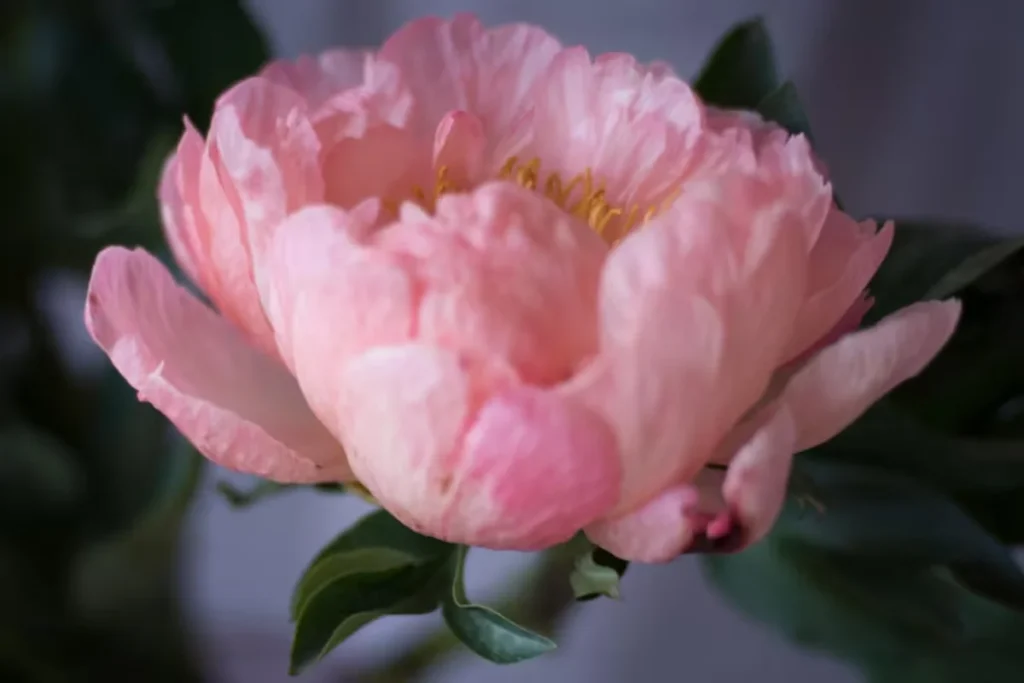 13 flores para decoração: Dicas e fotos 10 flores Peônia para decoração