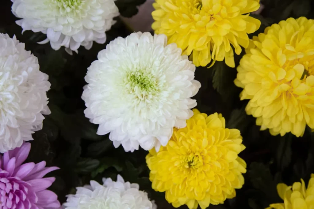 13 flores para decoração: Dicas e fotos 12 flores crisântemo para decoração