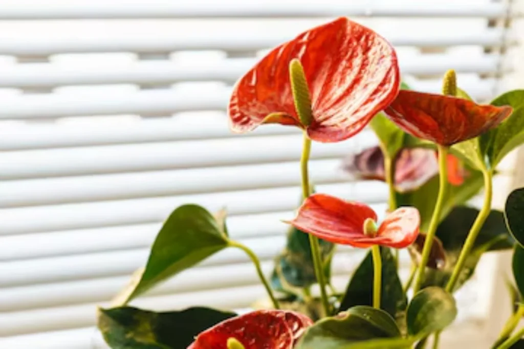 13 flores para decoração: Dicas e fotos 13 flores antúrio para decoração