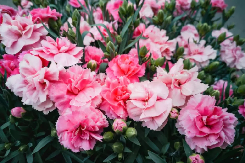 13 flores para decoração: Dicas e fotos 15 flores cravo para decoração