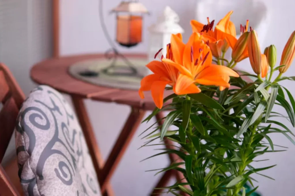 13 flores para decoração: Dicas e fotos 3 flores laranjas para decoração