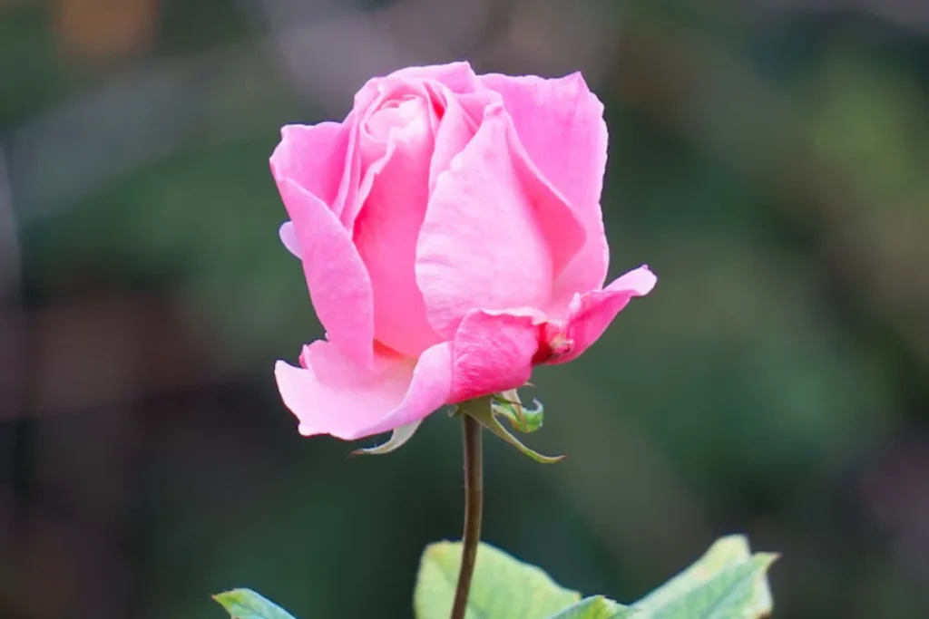 13 flores para decoração: Dicas e fotos 4 Rosa para decoração