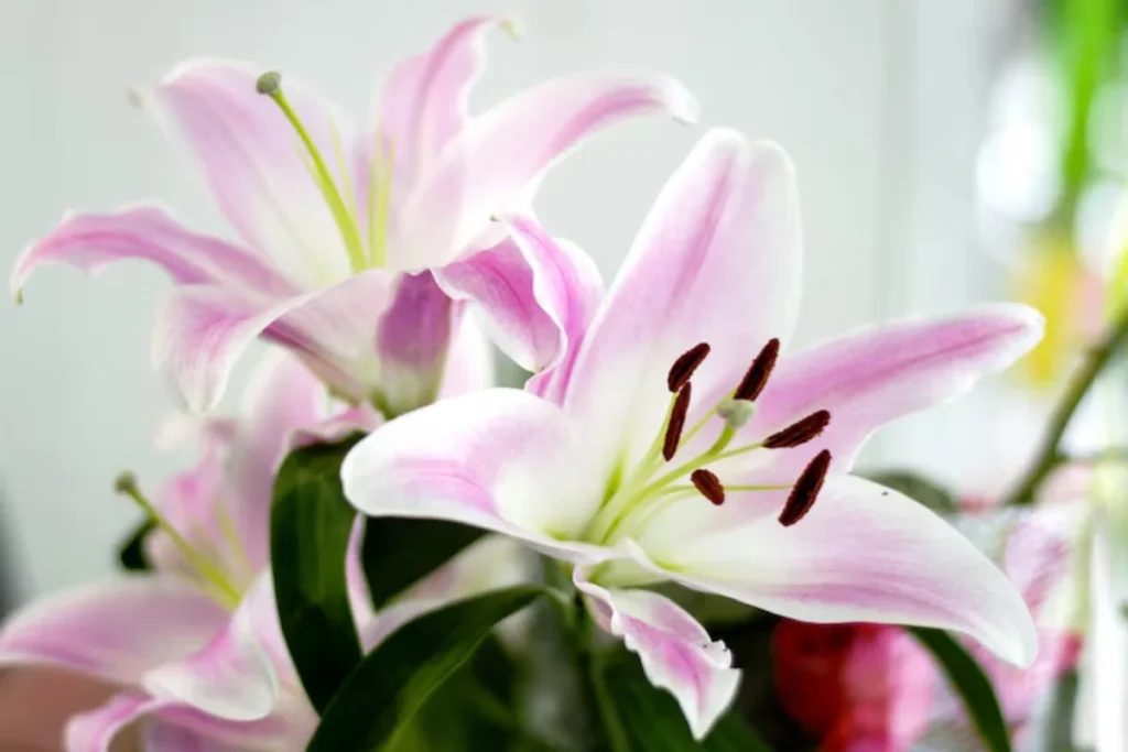 13 flores para decoração: Dicas e fotos 5 flores Lírio para decoração