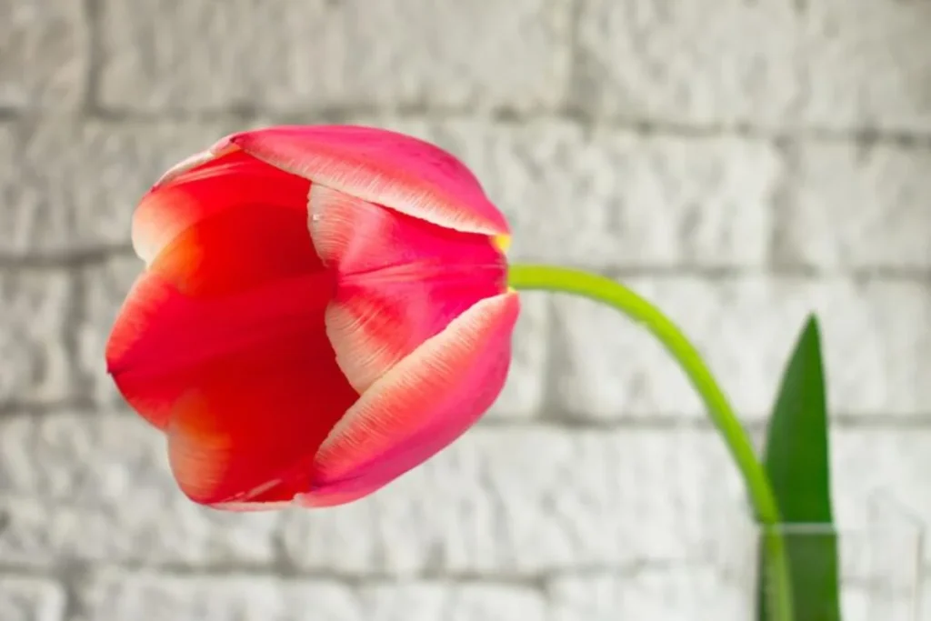 13 flores para decoração: Dicas e fotos 6 flor Tulipa para decoração
