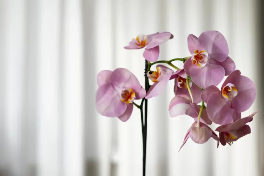 13 flores para decoração: Dicas e fotos 7 flores orquídea para decoração