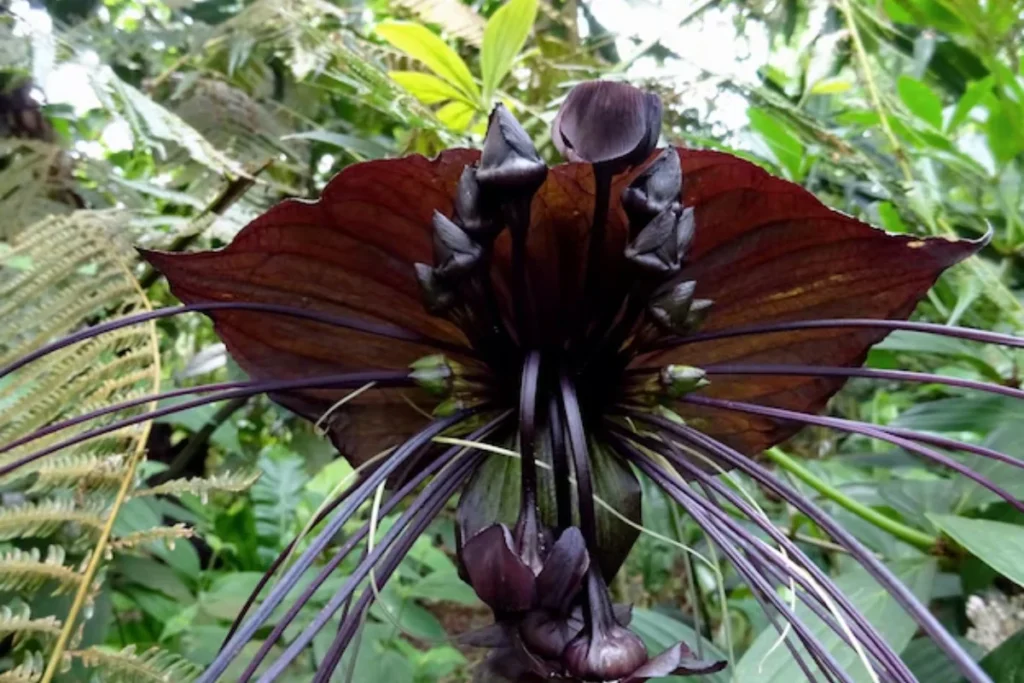 Flor Morcego (Tacca chantrieri)