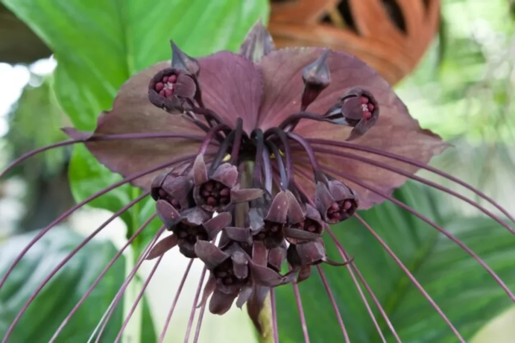 Flor Morcego (Tacca chantrieri)