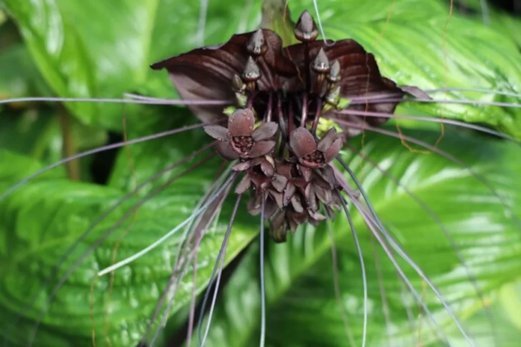 Flor Morcego (Tacca chantrieri)