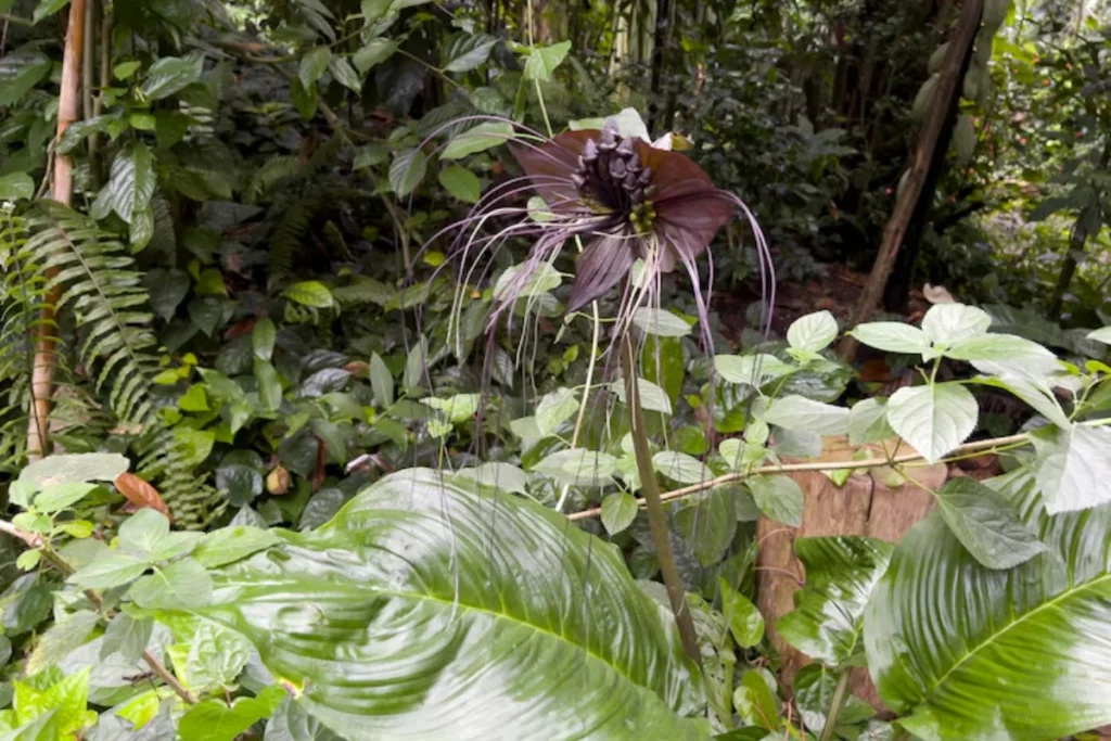 Flor Morcego (Tacca chantrieri)
