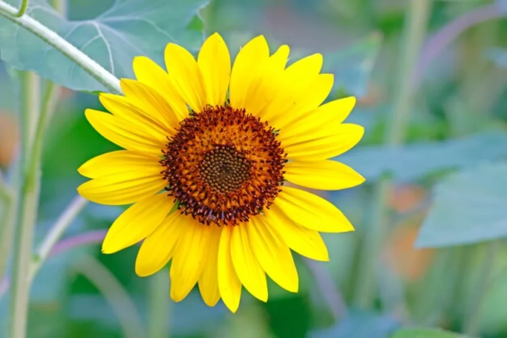 Flor Girassol (Helianthus annuus)