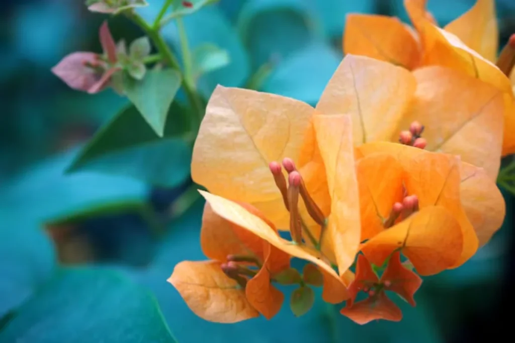 Primavera (Bougainvillea glabra)