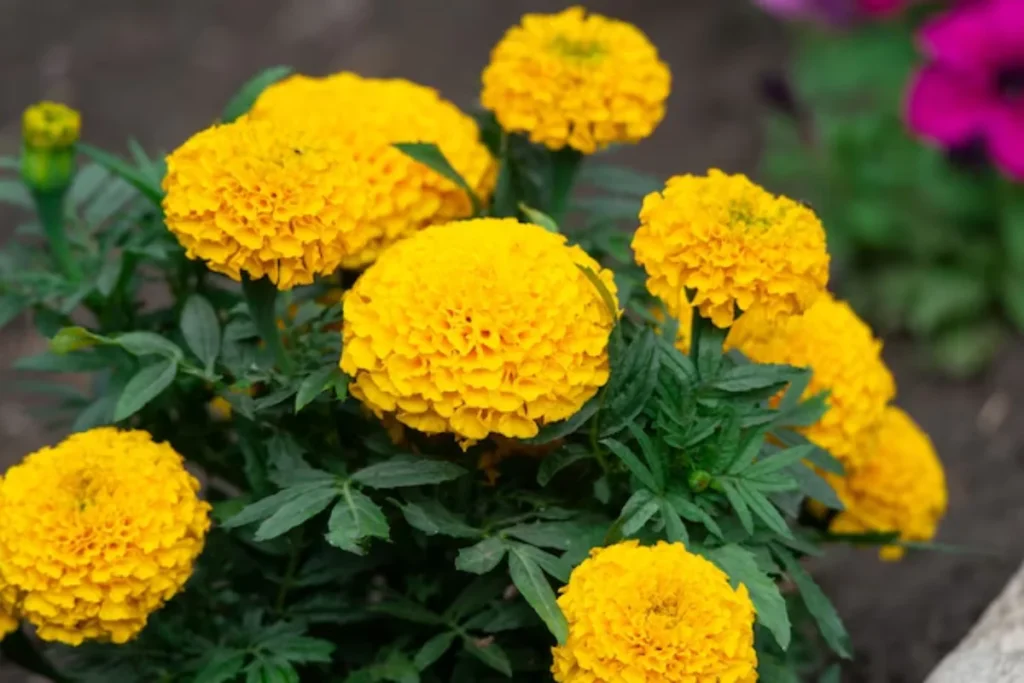 Tagetes (Tagetes erecta)