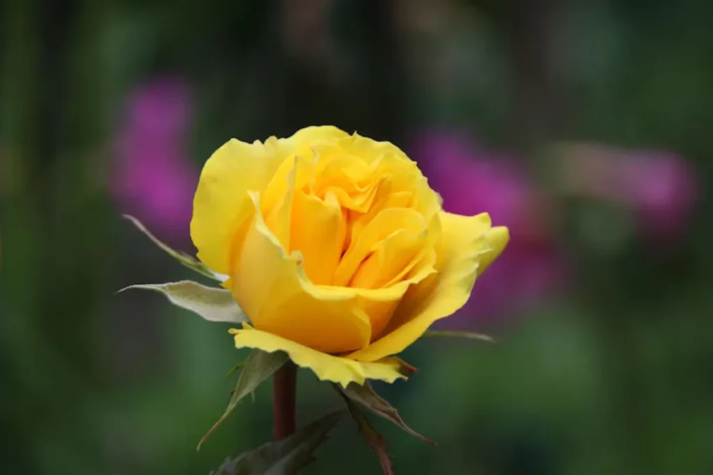 Rosa Amarela (Rosa spp.)