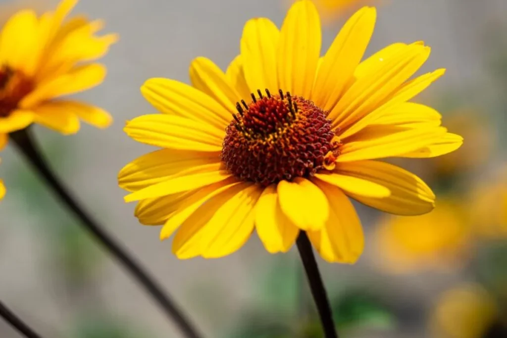 Margarida Amarela (Rudbeckia hirta)
