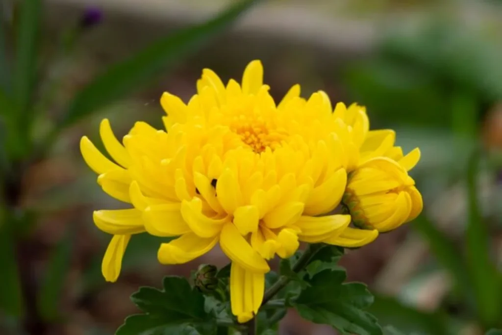 Crisântemo Amarelo (Chrysanthemum morifolium)