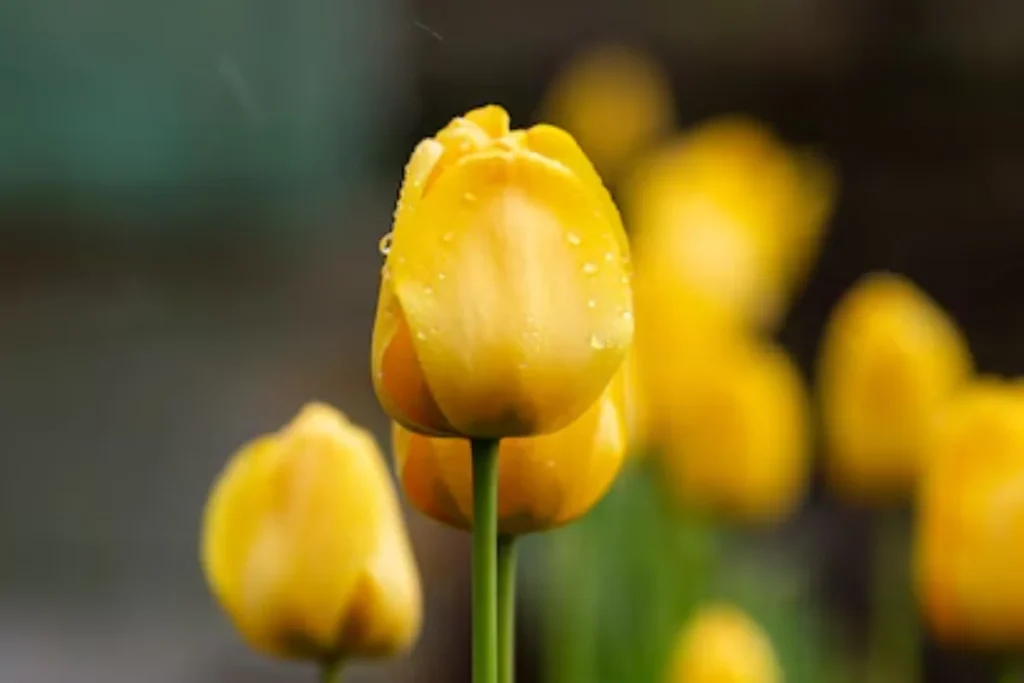 Tulipa Amarela (Tulipa gesneriana)