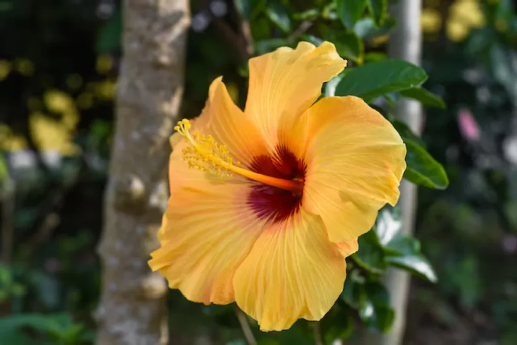 Hibisco Amarelo (Hibiscus rosa-sinensis)