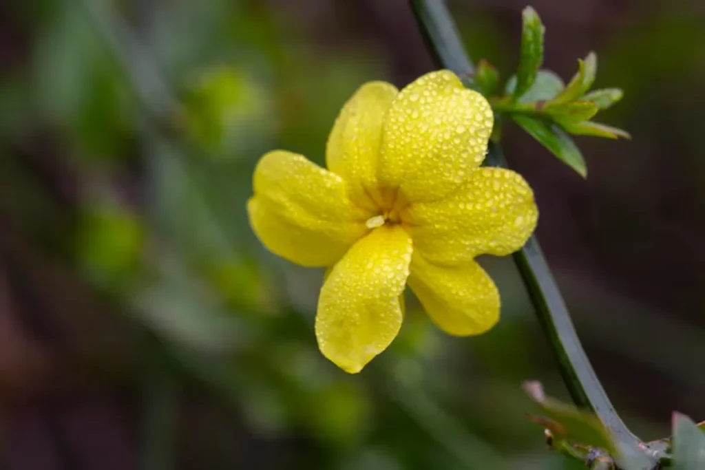 Jasmim Amarelo (Jasminum mesnyi)